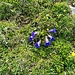 Blumen en masse