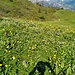 Hahnenfüsse jeglicher Art, auch Küchenschellen gibts weiter oben ..