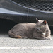Gatto di  Colonnata