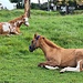 <b>Sono sorpreso nel vedere due cavalli liberi, che si aggirano pacificamente sul prato a lato del posteggio. </b>