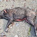 <b>Dopo venti minuti mi imbatto in un gruppetto di cacciatori, chini su un cinghiale già eviscerato. Chiedo ed ottengo l’autorizzazione a scattare un paio di foto.</b>