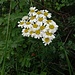 Tanacetum corymbosum (L.) Sch. Bip.<br />Asteraceae<br /><br />Erba amara dei boschi <br />Tanaisie en corymbe <br />Straussblütige Margerite, Dolden-Rainfarn