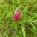 Trifolium rubens L.<br />Fabaceae<br /><br />Trifoglio rosseggiante <br />Trèfle pourpre <br />Purpur-Klee, Fuchsschwanz-Klee