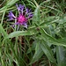 Centaurea triumfettii All.<br />Asteraceae<br /><br />Fiordaliso di Trionfetti <br />Centaurée de Trionfetti<br /> Trionfettis Flockenblume