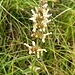 Stachys recta L.<br />Lamiaceae<br /><br />Stregona gialla <br /> Epiaire droite <br /> Aufrechter Ziest