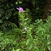Campanula medium L.<br />Campanulaceae<br /><br />Campanula media, Campanula toscana<br /> Campanule carillon <br />Grossblumige Glockenblume 