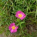 Rosa pendulina L.<br />Rosaceae<br /><br />Rosa alpina <br /> Rosier des Alpes <br />Alpen-Hagrose