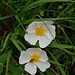 Cistus salviifolius L.<br />Cistaceae<br /><br />Cisto femmina <br /> Ciste à feuilles de sauge <br />Salbeiblättrige Zistrose