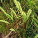 Phleum pratense L.<br />Poaceae<br /><br />Coda di topo<br /> Phléole des prés <br /> Gewöhnliches Wiesen-Lieschgras