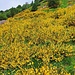 Ginestre in fiore