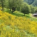 Il fiore in assoluto più bello