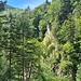 Viel Wald 