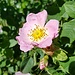 Blühende Rosen am Grat.