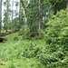 ...zu dieser lichten Stelle. Es geht nun zur Wendeschleife der Schartenkopfstraße drüberhalb. Einfach hinübergehen, es gibt sogar schwache (nicht notwendige) Pfadspuren. Wer sucht, der findet, es sind ja nur ein paar ebenerdige Schritte nach Südwesten, bis...