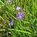 Viola calcarata L.<br />Violaceae<br /><br />Viola con sperone <br />Pensée éperonnée<br /> Langsporniges Stiefmütterchen
