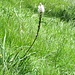 Asphodelus albus Mill.<br />Asphodelaceae<br /><br />Asfodelo montano <br />Asphodèle blanc <br /> Weisser Affodill