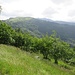 Verde ovunque.