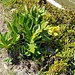 Stellvertretend für die Blumenpracht: DerTüpfel-Enzian blüht auch schon