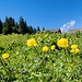 Wandern durch aparte Landschaft - mit ersten gelben Blumen ...