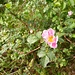 Rosa rubiginosa L.<br />Rosaceae<br /><br />Rosa balsamina <br /> Rosier églantier <br />Wein-Rose