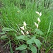Cephalanthera damasonium (Mill.) Druce<br />Orchidaceae<br /><br />Cefalantera bianca <br /> Céphalanthère blanche, Céphalanthère de Damas <br /> Weisses Waldvögelein, Weisse Kopforche