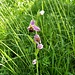Ophrys apifera Huds.<br />Orchidaceae<br /><br />Ofride fior delle Api <br />Ophrys abeille <br /> Bienen-Ragwurz