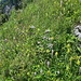Blumenreiches Ambiente 
