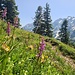 Orchideen 