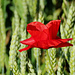Ein Mohn im Kornfeld.