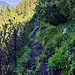 Oberhalb der Stuhlalm benutze ich Weg Nr. 631, der unterhalb des Angerstein durch die Latschenzone führt und mit viel Aufwand zu gehen ist. Gerade im Schatten sind Steine, Wurzeln und Boden noch sehr feucht und rutschig.