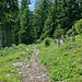 Abstieg durch den Wald auf dem normalen Wanderweg, der aber nicht überall so gut zu gehen ist wie hier.