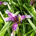 Iris graminea L.<br />Iridaceae<br /><br />Giaggiolo susinario <br /> Iris graminée <br />Grasblättrige Schwertlilie