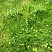 Cirsium eriophorum (L.) Scop.<br />Asteraceae<br /><br />Cardo scardaccio <br />Cirse laineux <br /> Wollköpfige Kratzdistel
