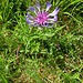 Centaurea triumfettii All.<br />Asteraceae<br /><br />Fiordaliso di Trionfetti <br /> Centaurée de Trionfetti <br />Trionfettis Flockenblume