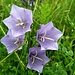 Glockenblumen