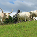 Howdy! Longhorns beim Eigenried.