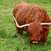 ...und Hochlandrinder beim Brunnhof.
