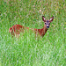 Eines der vielen Rehe welche ich auf der Rundtour entdeckt hatte. 