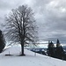 am Einzelbaum vorbei erreicht [u Ursula] den höchsten Punkt auf 1139 m
