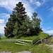 Tschiertschener Tumabüel