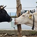 <b>Una leccata di sale minerale pastorizio per me e ...</b>