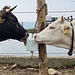 <b>... e una per te: par condicio!</b>