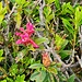 <b>Malgrado la roccia madre sia il Calcare di Moltrasio, il versante è cosparso di cespugli di Rododendri all’inizio della fioritura. Com’è noto sono piante acidofile, mentre il calcare conferisce basicità al terreno.</b>
