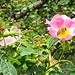 <b>Rosa canina.</b>