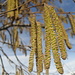 Hasel - männliche Blüten (Corylus avellana)