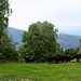 Pascolo