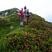 Tra i rododendri