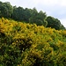 Fioritura di ginestre