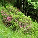 Rododendri