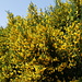 Ginestre in fiore